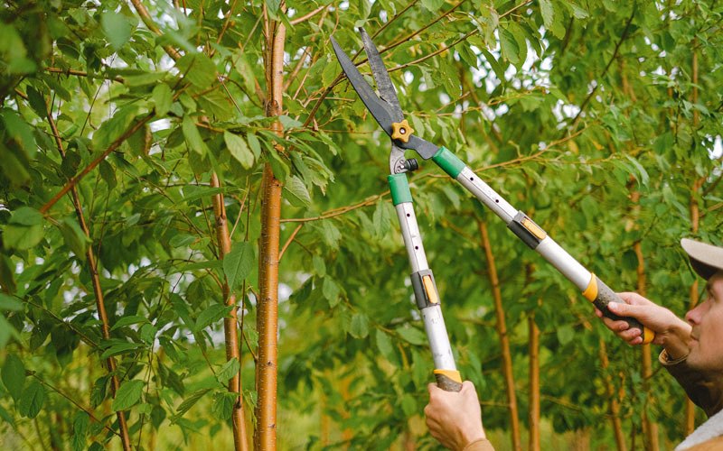 Tree trimming in Butte, NE